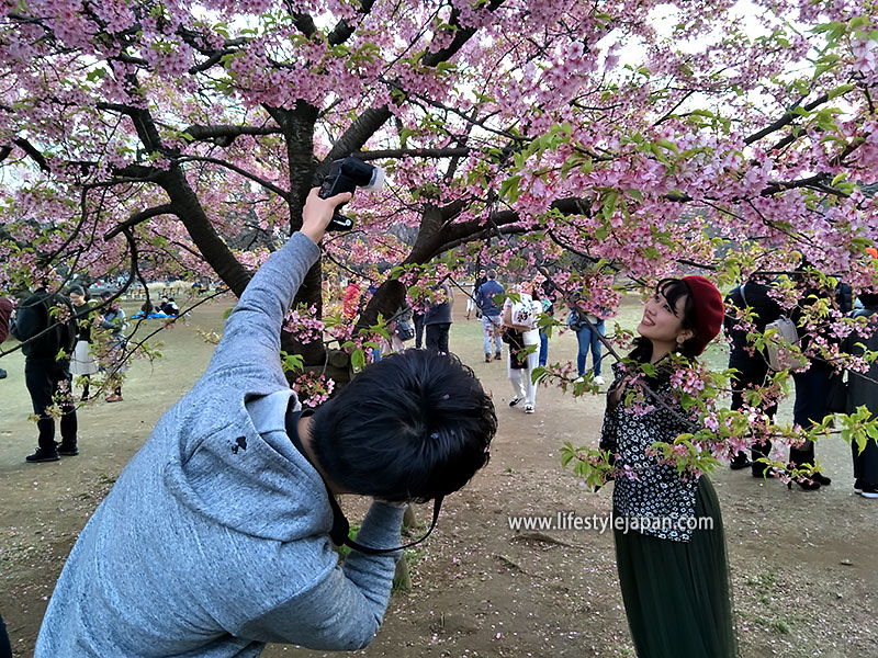 2026 Cherry Blossom