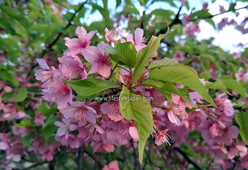 2026 Sakura forecast